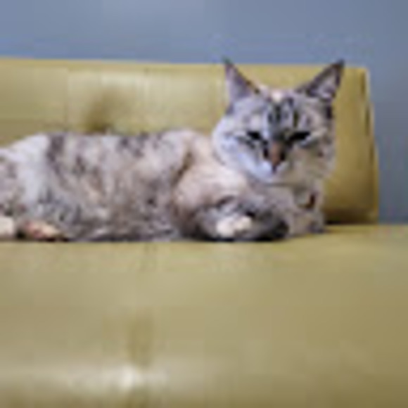 Meet your Posher, Amalia - Picture 1 of 1